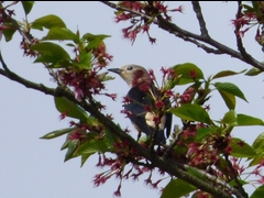 20160416-takamatsu-17-komukudori-su