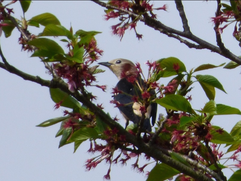 20160416-takamatsu-17-komukudori-su