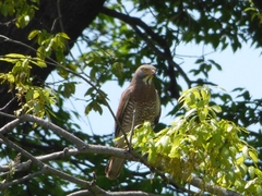 20160416-takamatsu-18-sashiba-su
