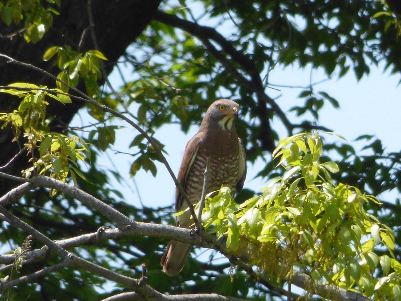 20160416-takamatsu-18-sashiba-su