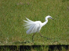 20160416-takamatsu-19-daisagi-su