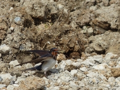 20160416-takamatsu-20-tsbame-su