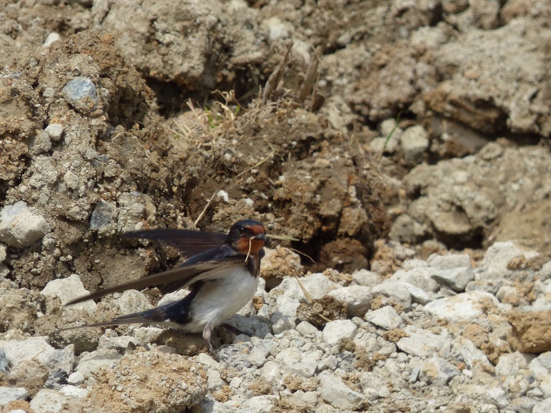 20160416-takamatsu-20-tsbame-su