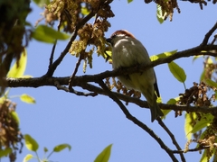 20160416-takamatsu-21-nyuunaisuzume-su
