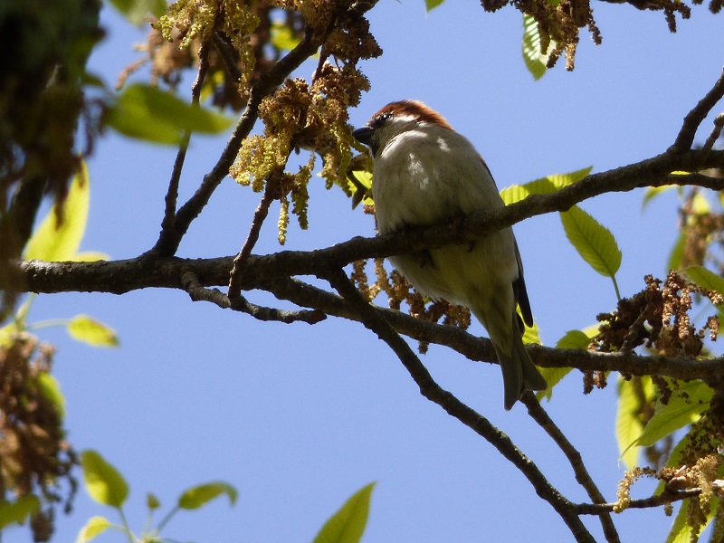 20160416-takamatsu-21-nyuunaisuzume-su
