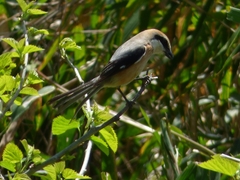 20160416-takamatsu-22-mozu-su