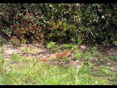 20160416-takamatsu-23-itachi-ho