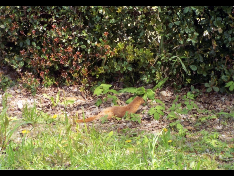 20160416-takamatsu-23-itachi-ho