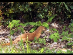 20160416-takamatsu-24-itachi-ho