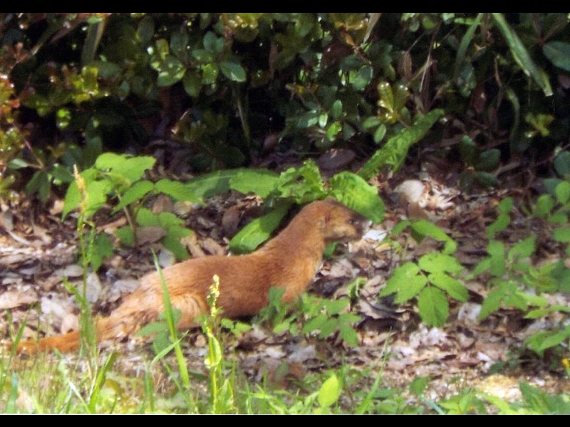 20160416-takamatsu-24-itachi-ho