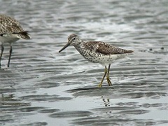 �J���t�g�A�I�A�V�V�M