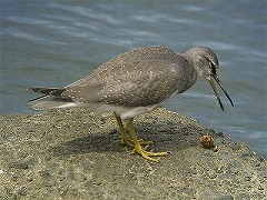 �L�A�V�V�M