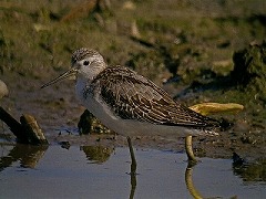 コアオアシシギ