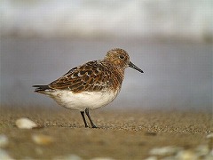 �~���r�V�M