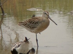 �V�x���A�I�I�n�V�V�M