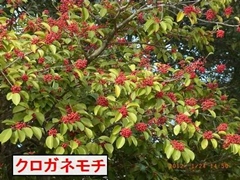 �N���K�l���`