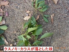 �N�X�m�L�̎}