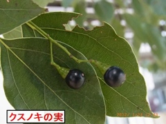 �N�X�m�L�̎�