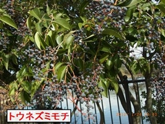 �g�E�l�Y�~���`