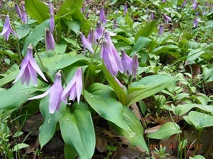 �J�^�N���̌Q��