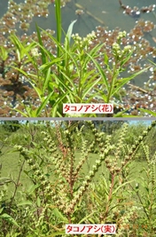 �^�R�m�A�V