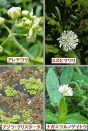 �A���`�E����