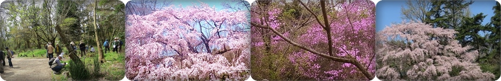 ���{�쒹�̉���x��
�@�@�@�@�@                                           Wild Bird Sosiety of Japan Osaka Branchi