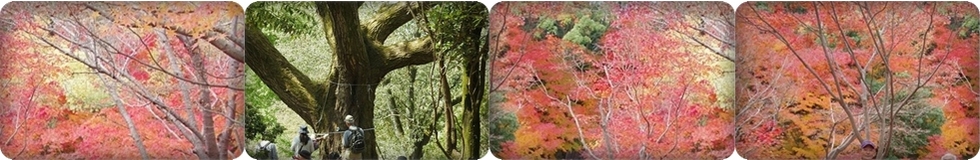 ���{�쒹�̉���x��
�@�@�@�@�@                                           Wild Bird Sosiety of Japan Osaka Branchi