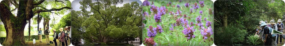 ���{�쒹�̉���x��
�@�@�@�@�@                                           Wild Bird Sosiety of Japan Osaka Branchi